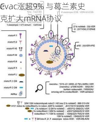 C
evac涨超9% 与葛兰素史克扩大mRNA协议