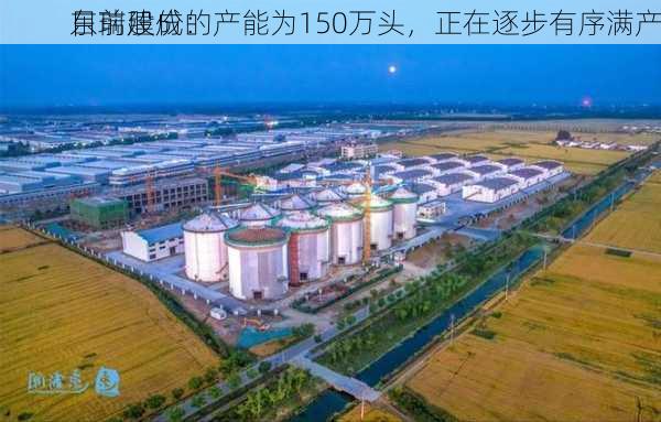 东瑞股份：
目前建成的产能为150万头，正在逐步有序满产