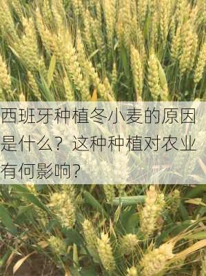 西班牙种植冬小麦的原因是什么？这种种植对农业有何影响？