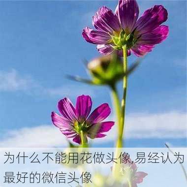 为什么不能用花做头像,易经认为最好的微信头像